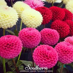 many different colored flowers with the words southern american grown