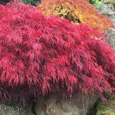 red leaves are growing on the rock wall