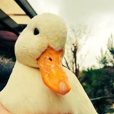 a close up of a person holding a duck with an orange in it's beak