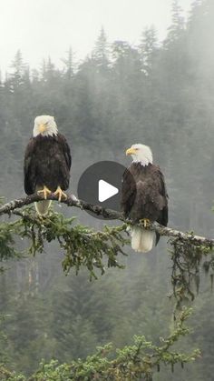 two bald eagles sitting on top of a tree branch in front of foggy forest