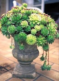 a potted plant with green flowers on the ground