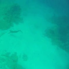 an aerial view of the ocean with rocks and algaes in clear blue green water