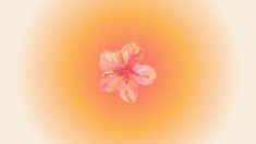 a pink flower is in the center of an orange and yellow circle with white background