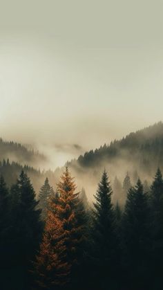 a forest filled with lots of trees covered in fog