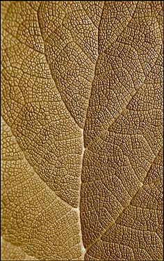 the texture of a brown leaf is shown