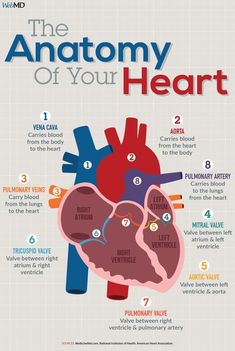 the anatomy of your heart info poster