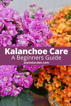 purple and orange flowers with text overlay that says kalaanchoe care a beginner's guide