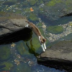 a cat drinking water from a pond filled with rocks