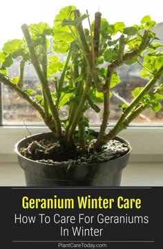 a potted plant with the words geranium winter care how to care for geraniums in winter