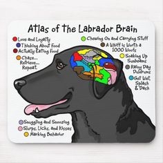 a black dog with the words, an atlas of the labrador brain on it's head