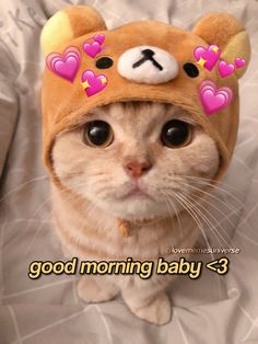 a cat wearing a teddy bear hat with hearts on it's head and the caption good morning baby = 3