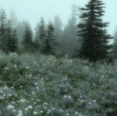 a foggy forest filled with lots of trees and wildflowers in the foreground