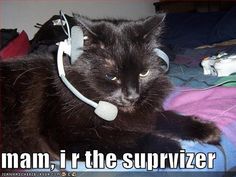 Call Center Cat :D Salah Quotes, Clean Memes, Dump A Day, A Black Cat, Funny Cat Memes, Funny Animal Memes, Silly Cats, Funny Animal Pictures