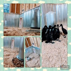 four black ducks are standing in their pen