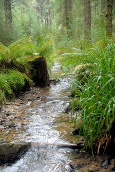 a stream running through a lush green forest