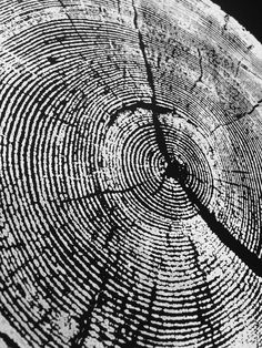 a black and white photo of a tree trunk with rings in the center that are cut into smaller circles