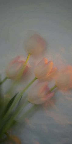 some pink flowers are in the water and one is blurry with it's reflection