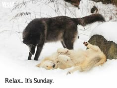 two polar bears playing in the snow with each other and an animal saying relax it's sunday