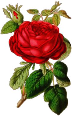 a drawing of a red rose with green leaves