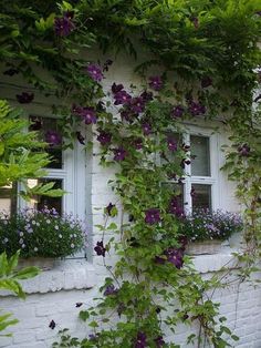 purple flowers growing up the side of a white brick building with windows and ivy on it