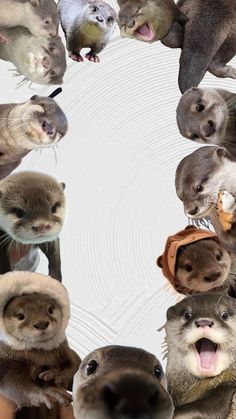 a group of otters standing in a circle with their mouths open and looking at the camera