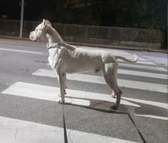 a large white dog standing on the side of a road next to a cross walk