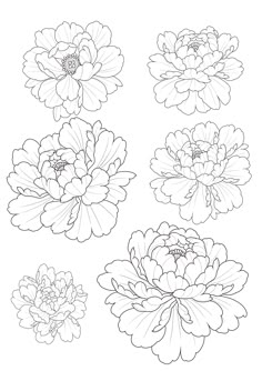 four different types of flowers with black and white outlines on the bottom, one large flower