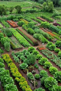 a large garden filled with lots of different types of vegetables and plants growing in it