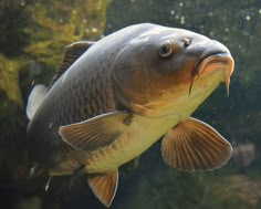 a large fish with its mouth open swimming in the water next to rocks and algae