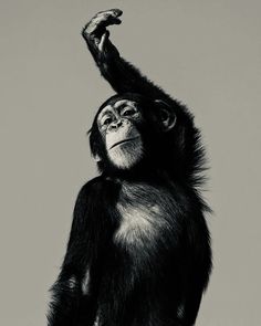 a black and white photo of a monkey with its hand up in the air by corbi