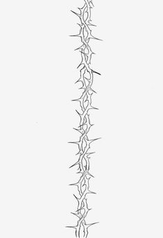 a black and white drawing of a plant with many spikes on it's side