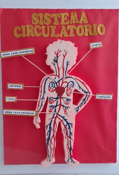 a diagram of the circulatorio and its major branches on a red background