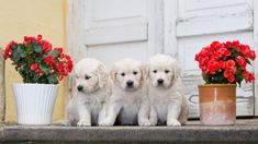 three puppies are sitting on a ledge next to potted flowers