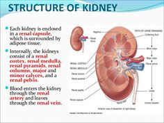 an image of the kidney with labels on it