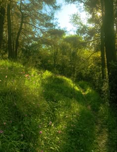 the sun shines through the trees and grass on this path in the woods with wildflowers