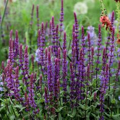 purple flowers are blooming in the garden