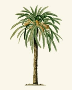 a drawing of a palm tree with green leaves and brown berries on it's branches