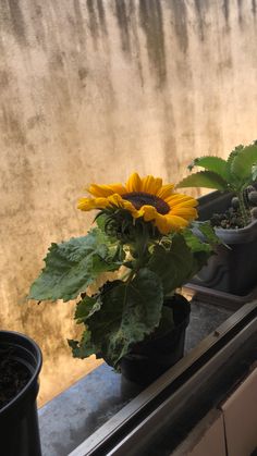 two sunflowers are sitting on the window sill next to some potted plants