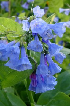 blue flowers with green leaves in the background