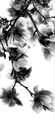 black and white photograph of flowers on a tree branch