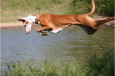 a brown and white dog jumping in the air over water with its mouth open to catch a frisbee