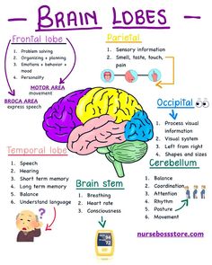 the human brain and its functions are labeled in this diagram, which shows how it works