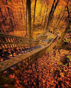 an autumn scene with leaves on the ground and stairs leading up to trees in the woods