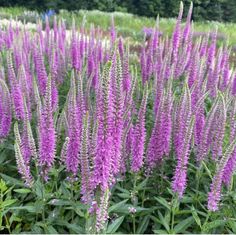 purple flowers are blooming in the field