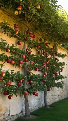 Discover how to espalier apple trees and make the most of your small garden space. Learn step-by-step techniques, pruning tips, and the best apple varieties for espalier. This timeless gardening method combines style, sustainability, and fresh fruit in one. Click the link to BeamBound.com to master this art and transform your garden today. Growing Apple Trees, Espalier Fruit Trees, Fruit Tree Garden, Easy Vegetables To Grow, Apple Varieties, Living Walls, Cozy Backyard, Apple Trees, Side Garden