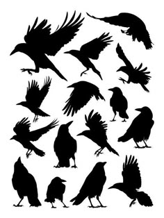 black silhouettes of birds flying and sitting on the ground stock photo, images and royalty