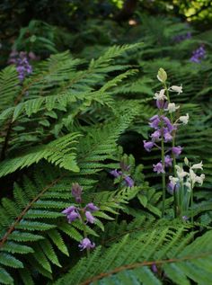 purple and white flowers are growing in the woods