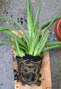 a close up of a plant in a pot with dirt on the ground behind it