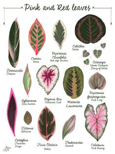 pink and red leaves are shown in this illustration, with the names below them on each leaf