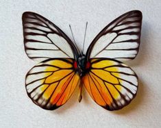 a close up of a butterfly on a white surface